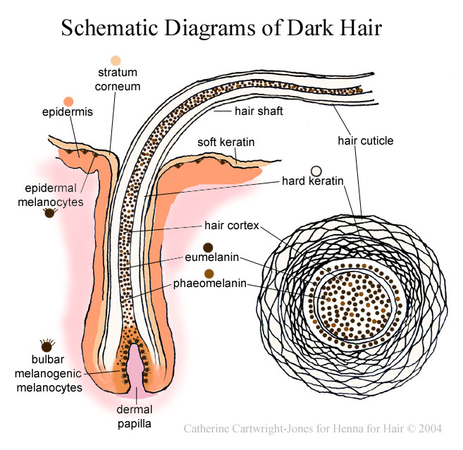 schematic diagram of dark hair