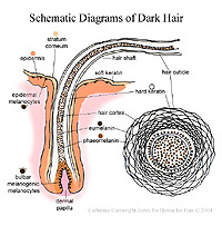 hair diagram