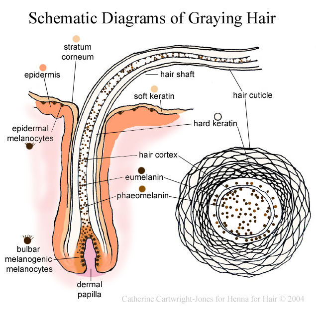 Henna for Hair: How does hair turn gray? Shematic diagrams and explanations so you can understand YOUR gray hair! Henna for Hair: How does hair turn gray? Shematic diagrams and explanations so you can understand YOUR gray hair!
