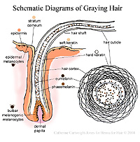 graying hair