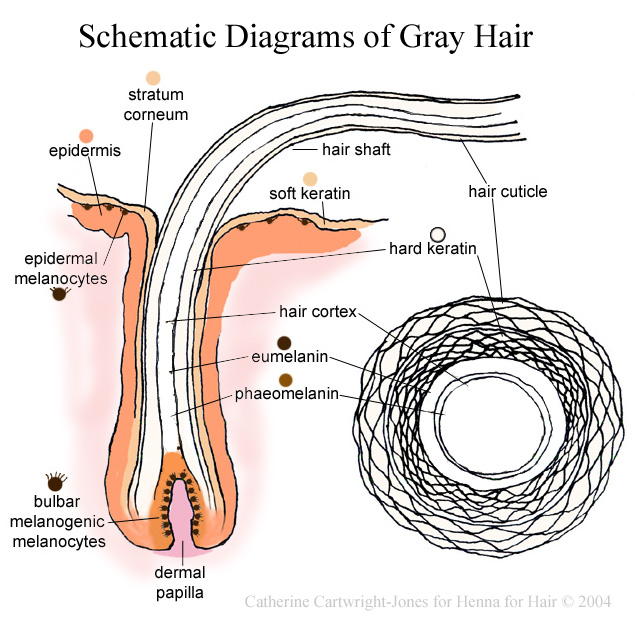 gray hair schematic diagrams