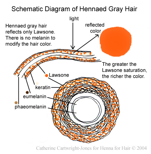 Henna for Hair: How henna dyes gray hair: schematic diagram and explanation