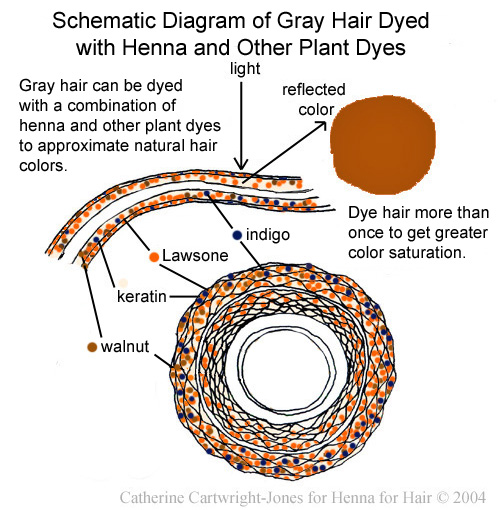 Henna for Hair: Dye gray hair brunette shades with henna, indigo and  walnut: safe, beautiful!