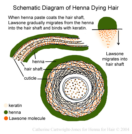 hairdiagramh1ax.jpg