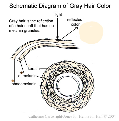 diagram of gray hair