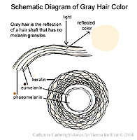 gray hair diagram