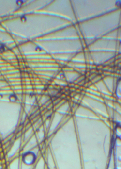 microscopy of hennaed hair