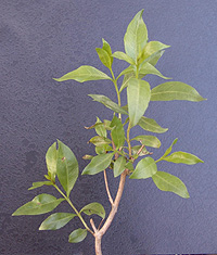 Henna: Lawsonia Inermis